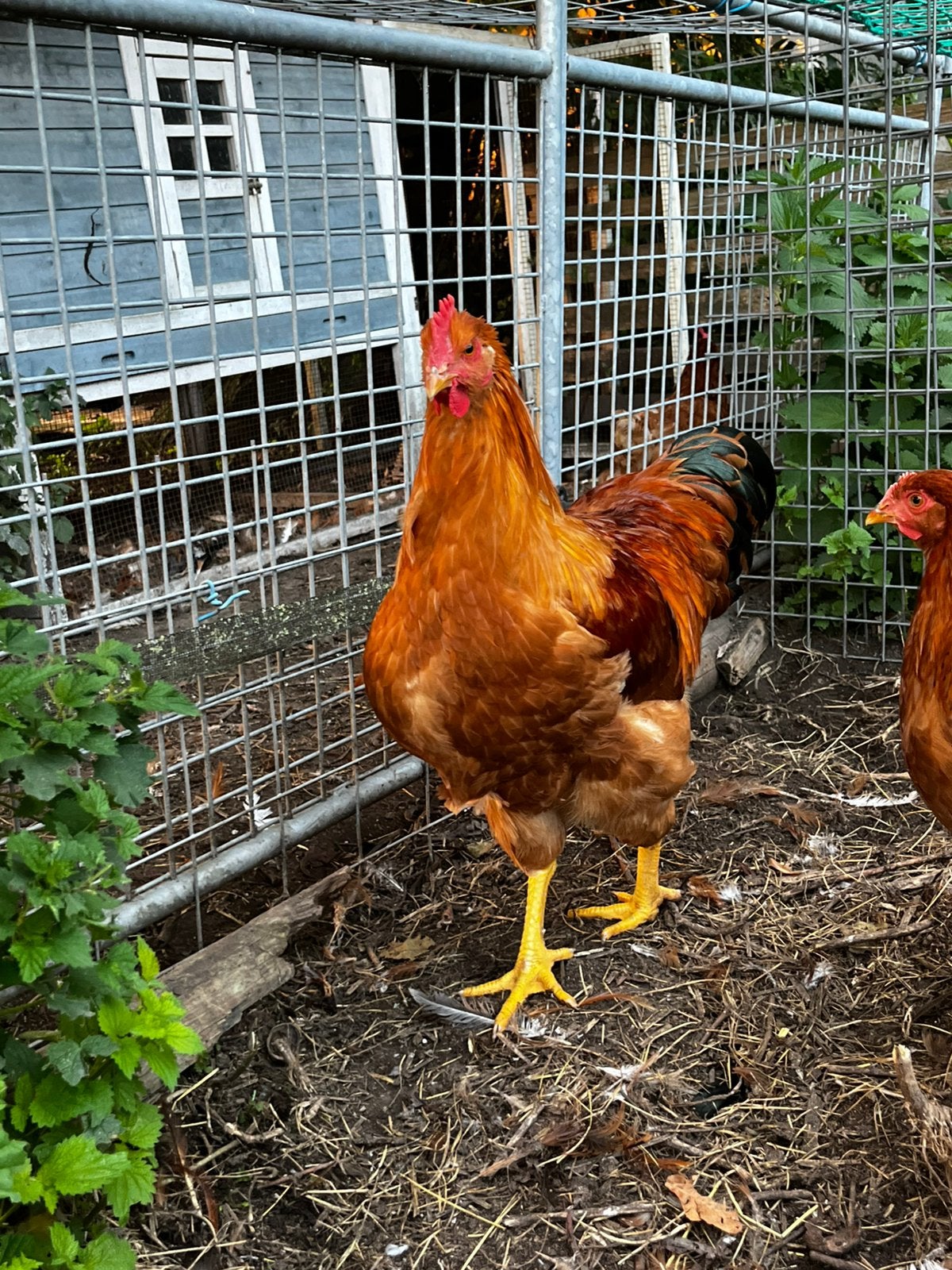 New Hampshire haan, Dieren en Toebehoren, Mannelijk, Kip