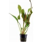 echinodorus red diamond €4,95, ., Overige typen, Nieuw, Ophalen of Verzenden
