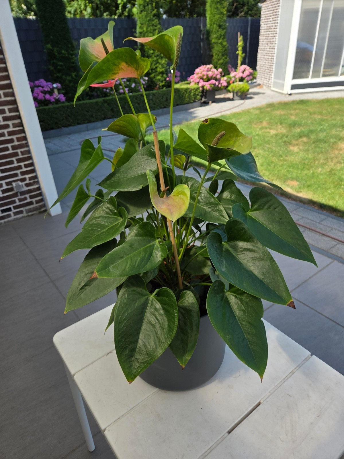 anthurium flamingoplant 70 cm  hoog 60 cm breed  2 stuks, Ophalen, Overige soorten, Halfschaduw, In pot