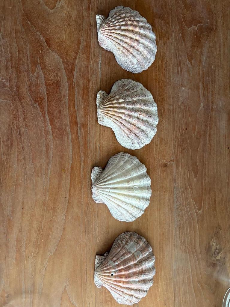 Jacobsschelpen, Verzamelen, Mineralen en Fossielen, Ophalen of Verzenden, Schelp(en)
