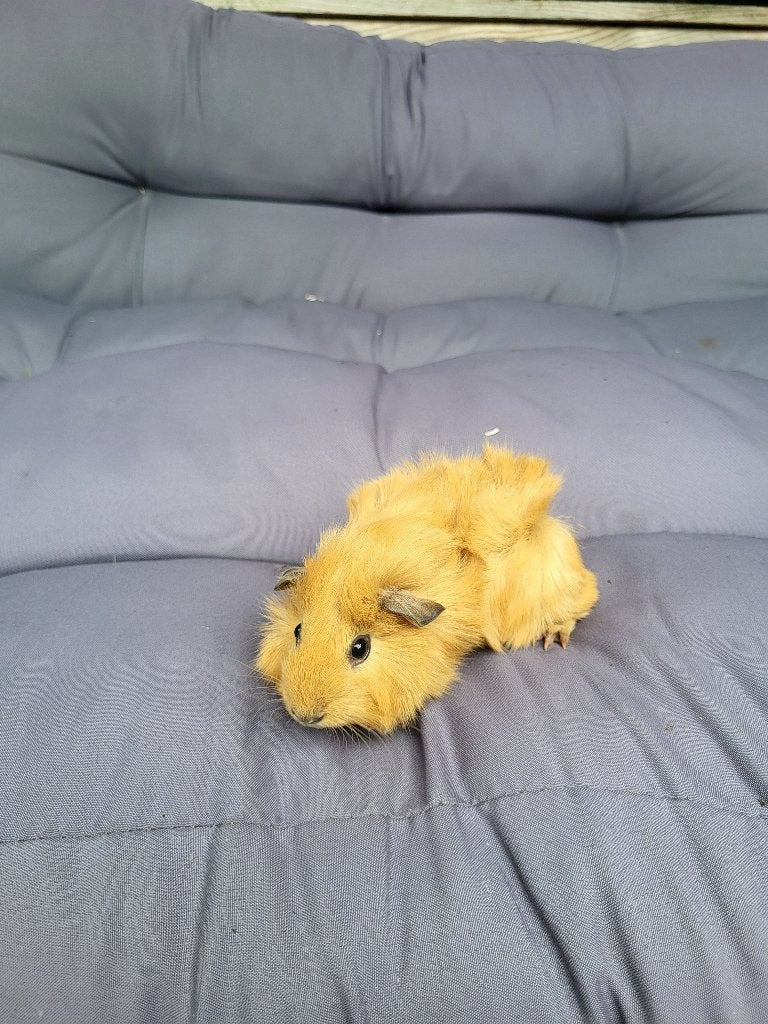 Cavia, Dieren en Toebehoren, September, Mannelijk, Cavia