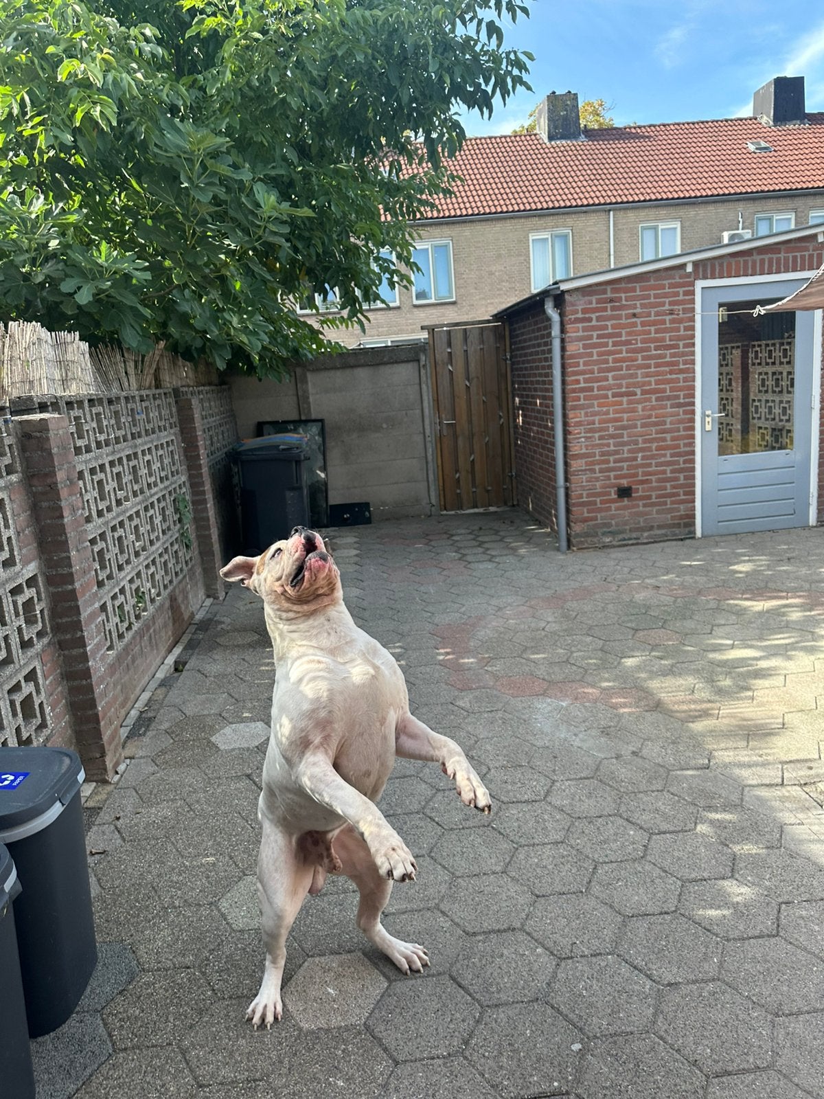 American bulldog