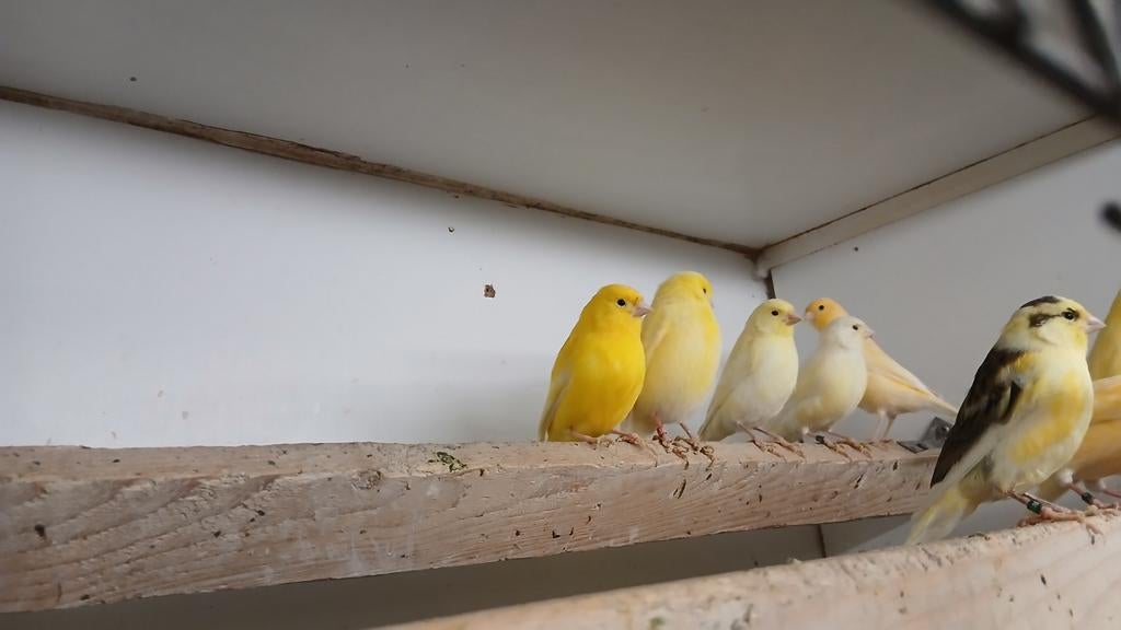 Kanaries, Dieren en Toebehoren, Vogels | Kanaries, Vrouwelijk, Kleurkanarie