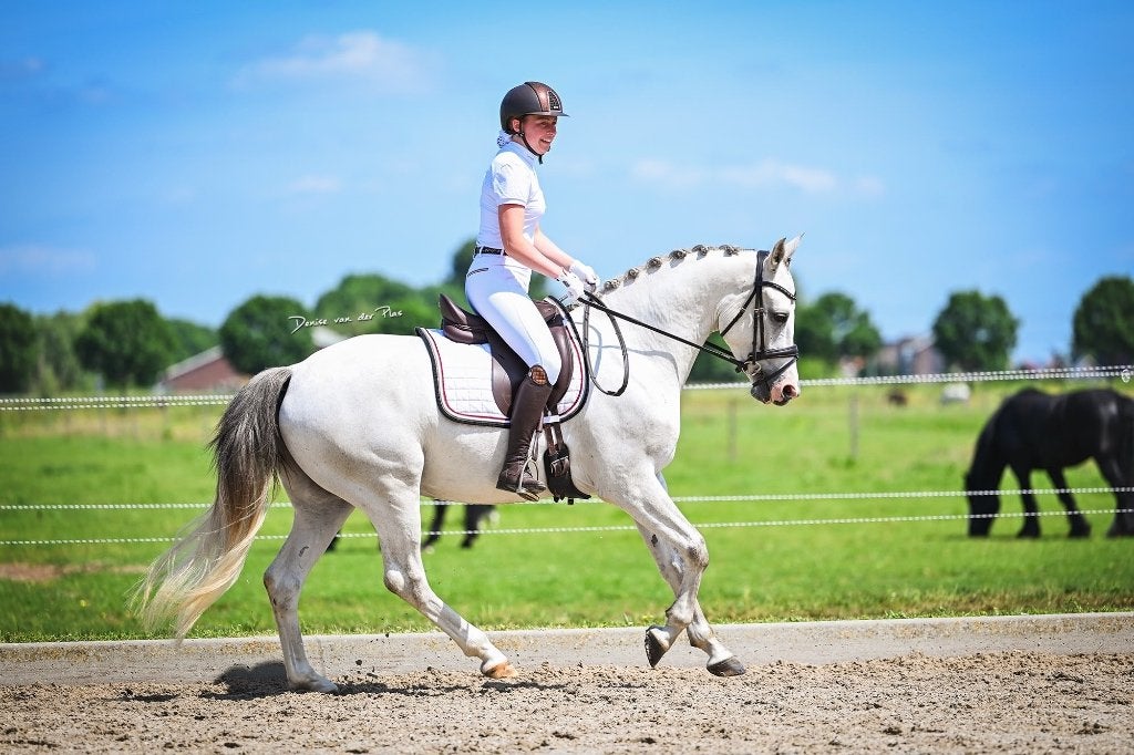 Knappe allround pony, Dieren en Toebehoren, Pony's, E pony (1.48m - 1.57m), Ruin, Dressuurpony, 3 tot 6 jaar