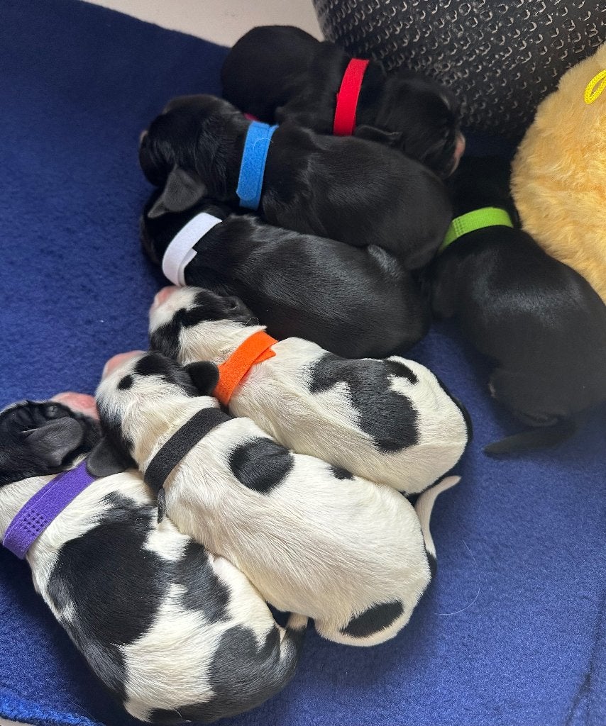 Engelse Cocker Spaniël pups te reserveren, België, Fokker | Hobbymatig, 8 tot 15 weken, Meerdere