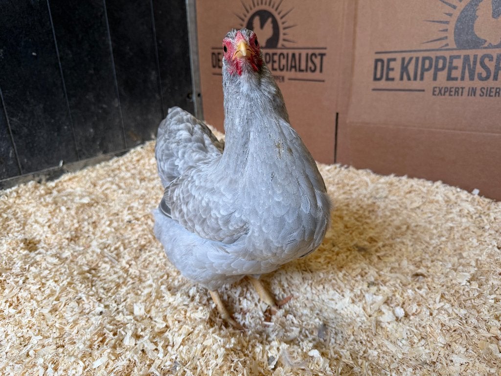 Wyandotte kriel Parel Grijs Wit Gepareld gesekst en ingeënt, Dieren en Toebehoren, Pluimvee, Vrouwelijk, Kip