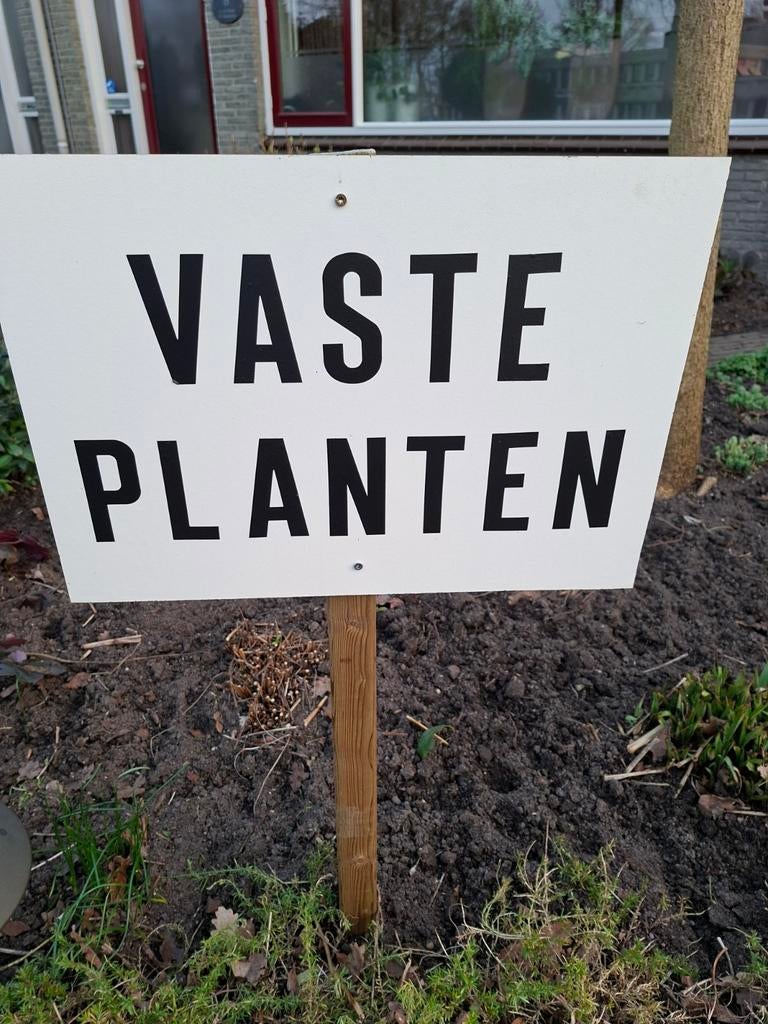 Vaste planten: Saxifraga, Engels gras, Muurbloem, Sedum, Ophalen, Vaste plant, Bodembedekkers, Volle zon