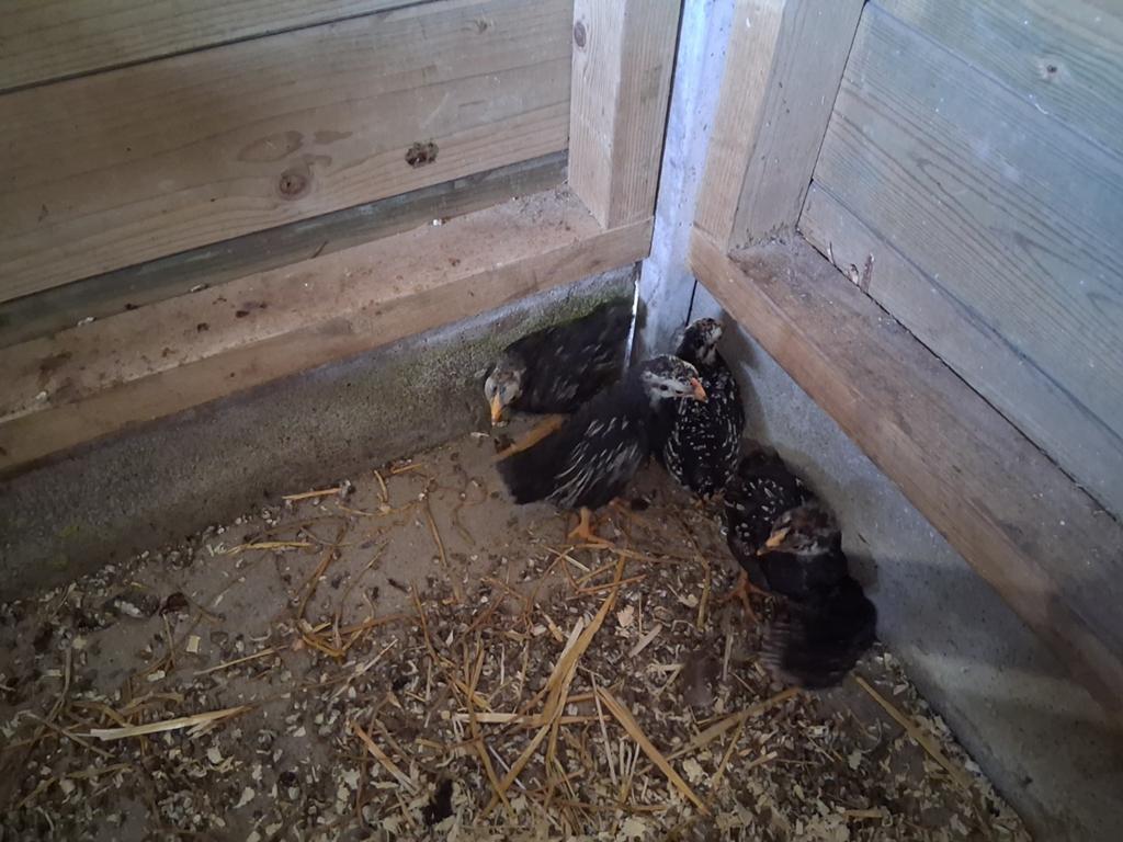 Kuikens Barnevelder kriel dubbel gezoomd zilver, Dieren en Toebehoren, Meerdere dieren, Kip