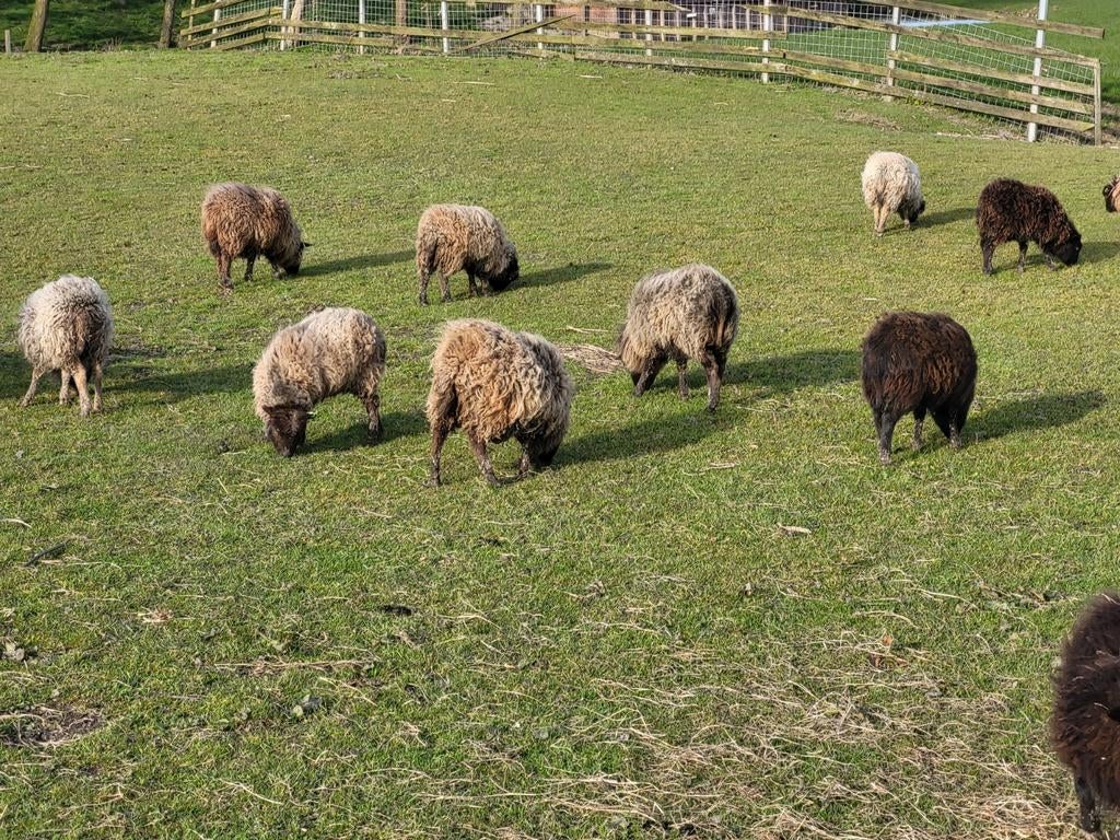 Fraaie  stamboek Ouessant schaapjes., Dieren en Toebehoren, Schapen, Geiten en Varkens, Vrouwelijk, Schaap