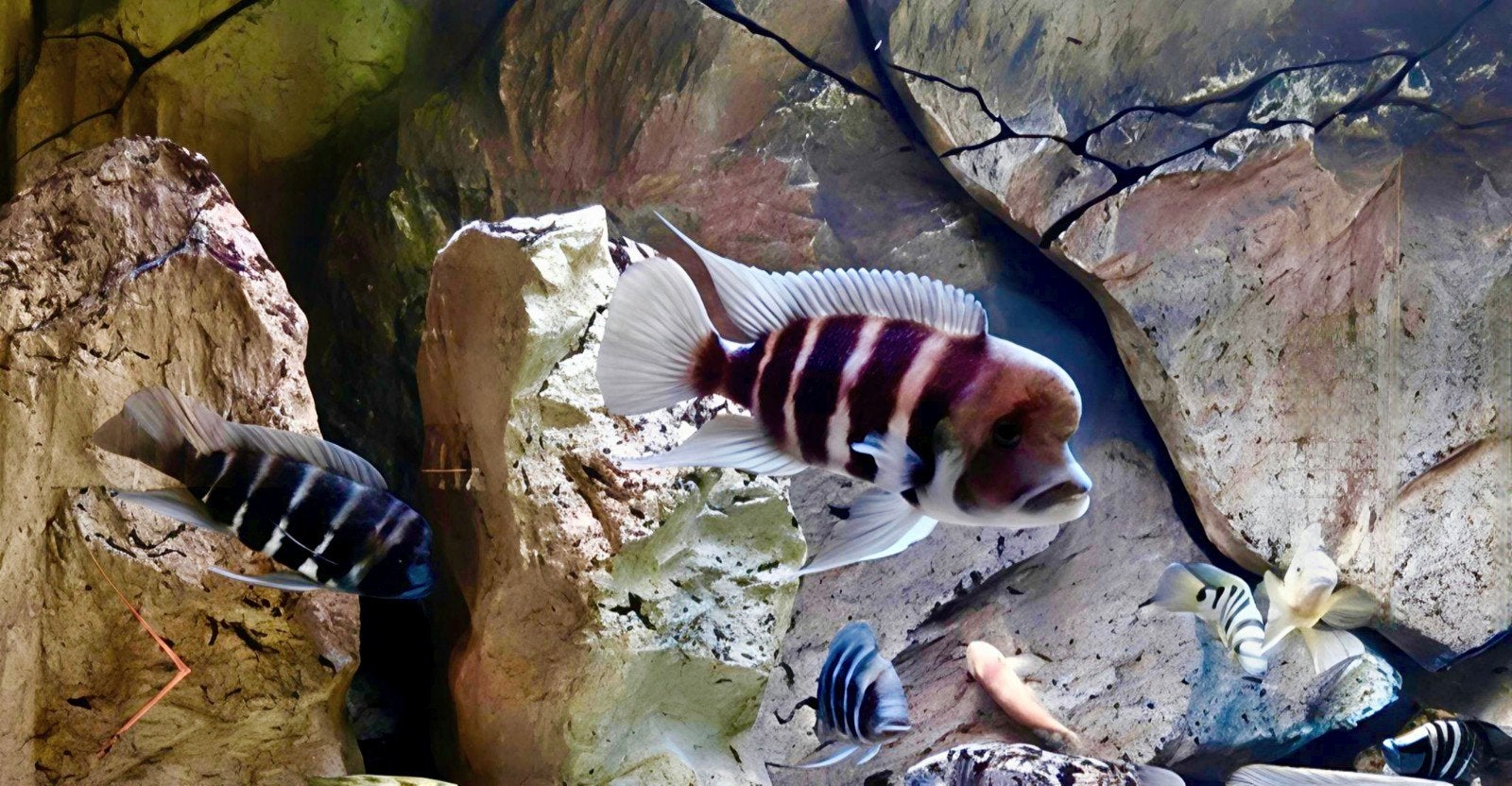 Foto 4 van Cyphotilapia frontosa 'Kigoma' 7-stripe - groep 2.3