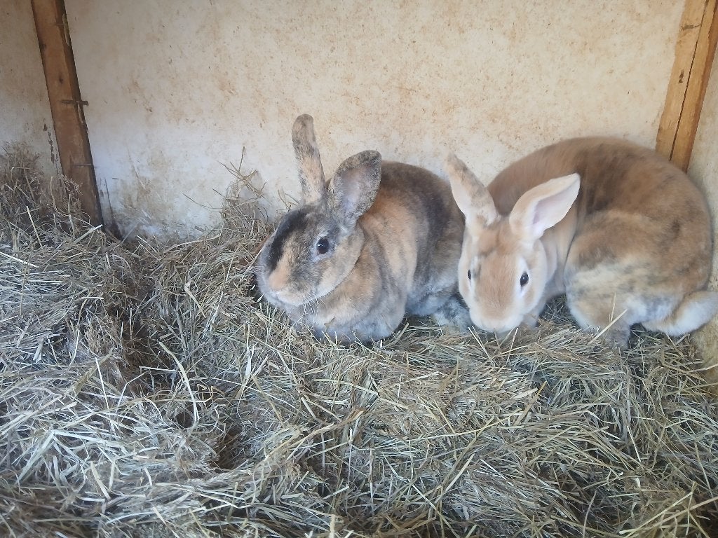 Rex konijn, Vrouwelijk, Middelgroot, 0 tot 2 jaar