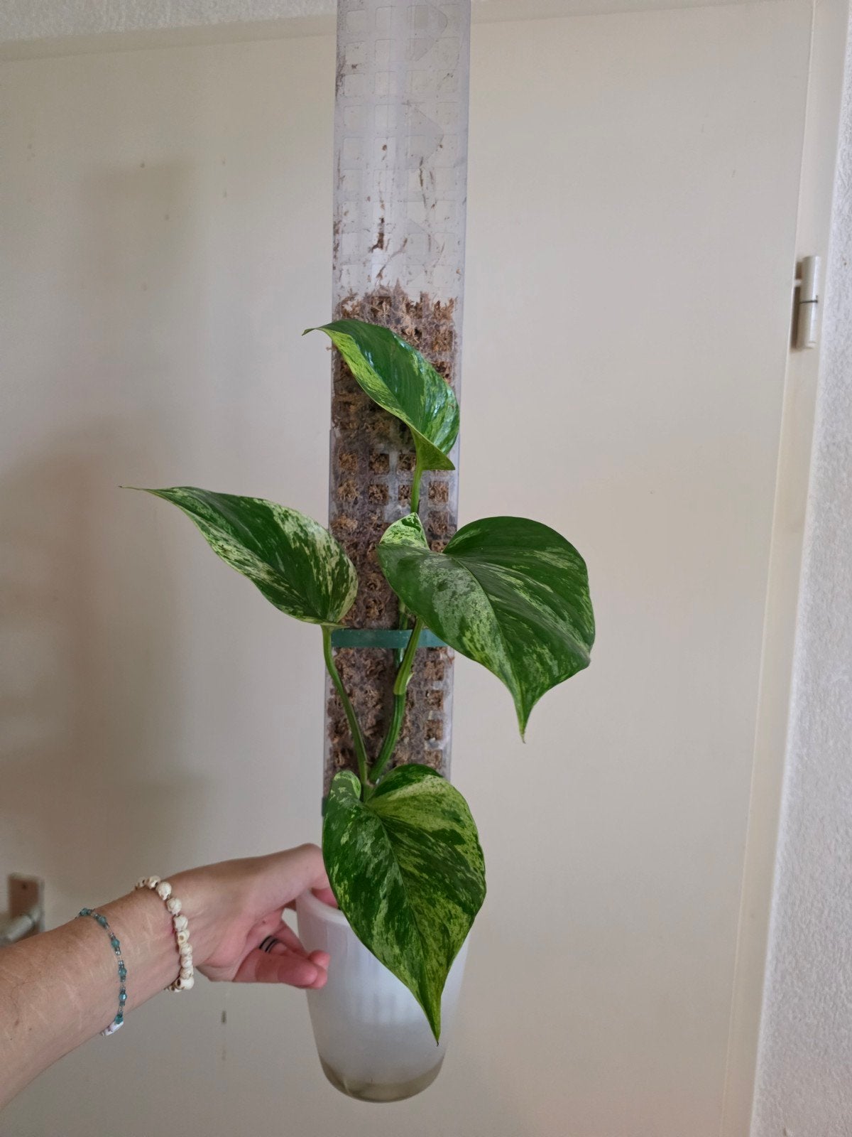 Epipremnum Marble Pinnatum, Ophalen, Halfschaduw, Minder dan 100 cm