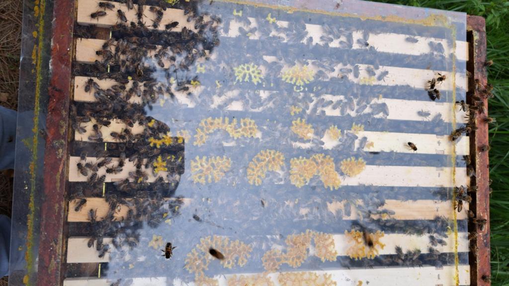 Bijenvolk op 10 ramen met koningin 2025 of 2026, Dieren en Toebehoren, Insecten en Spinnen, Bijen