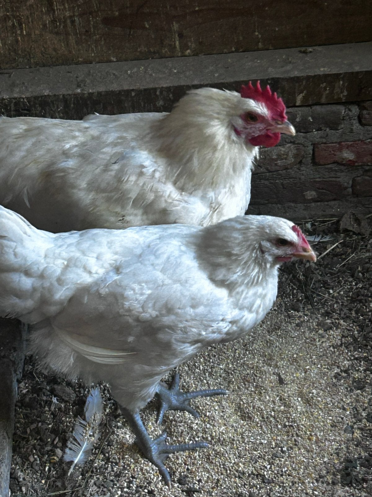 Kip en haan, Meerdere dieren, Kip