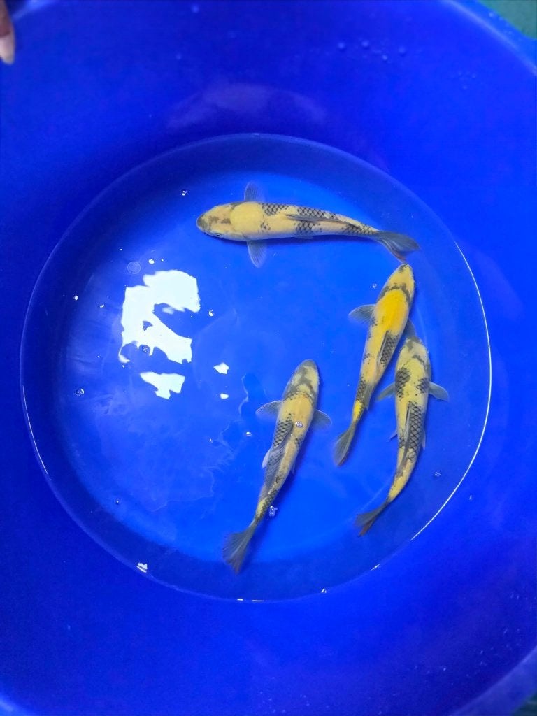 Nisai Ki Utsuri 27-35cm 3 OP VOORRAAD, Karper of Koi