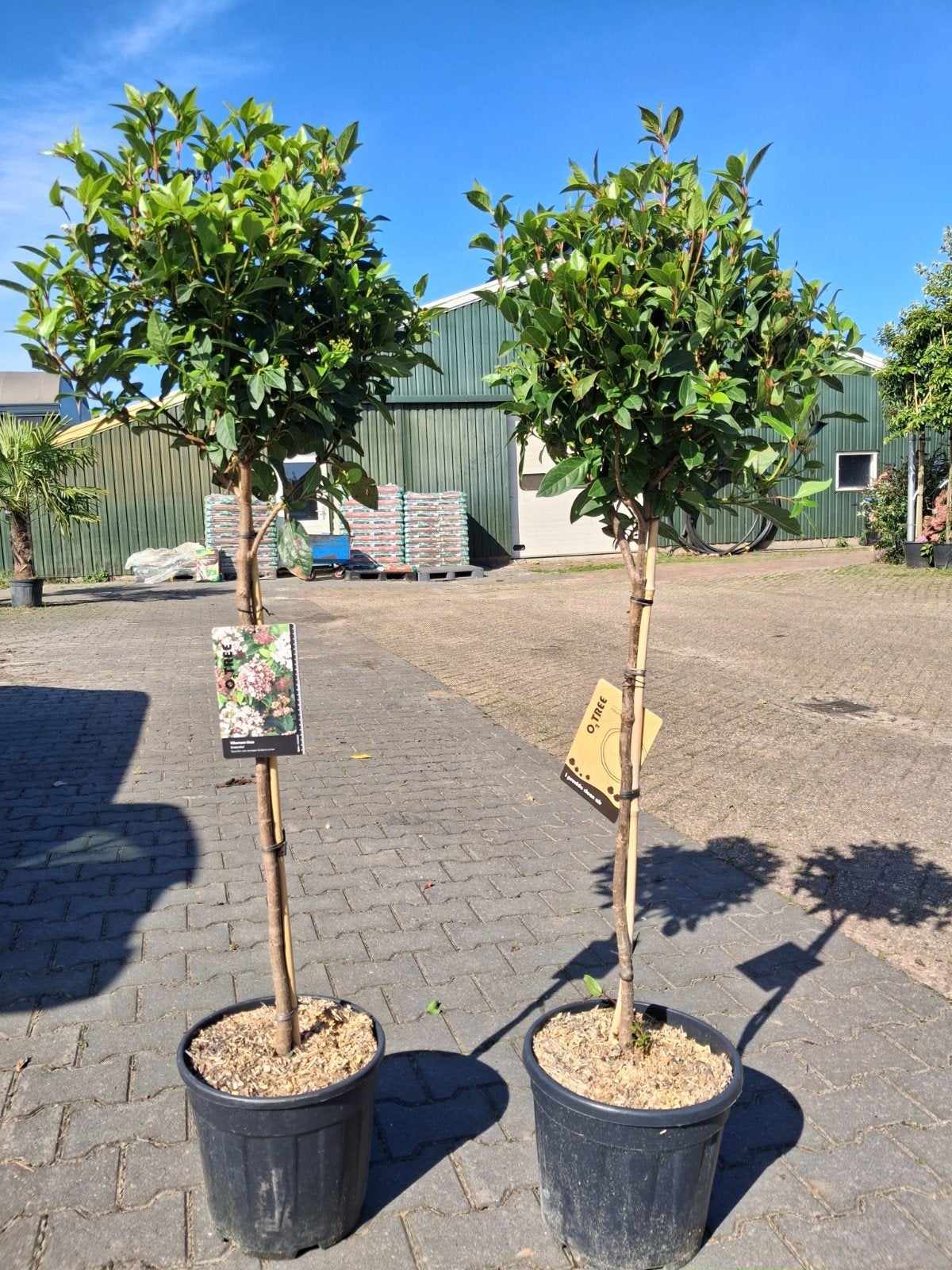 Viburnum Tinus 'Sneeuwbal' - Bolboom in pot, Winter, Halfschaduw, Ophalen of Verzenden, 100 tot 250 cm