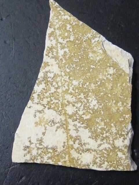 Dendriet in kalksteen 1, Ophalen of Verzenden, Mineraal