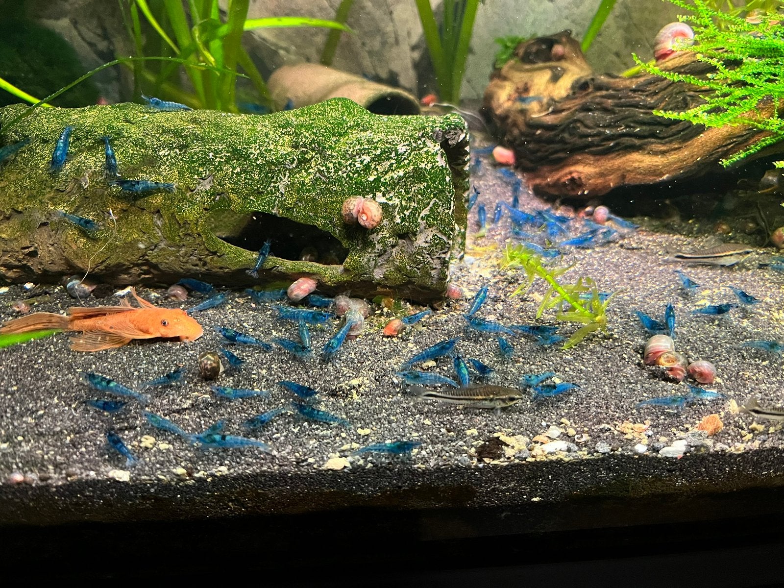 Blauwe neocaridina garnalen, Dieren en Toebehoren, Vissen | Aquariumvissen, Kreeft, Krab of Garnaal, Zoetwatervis, Schoolvis