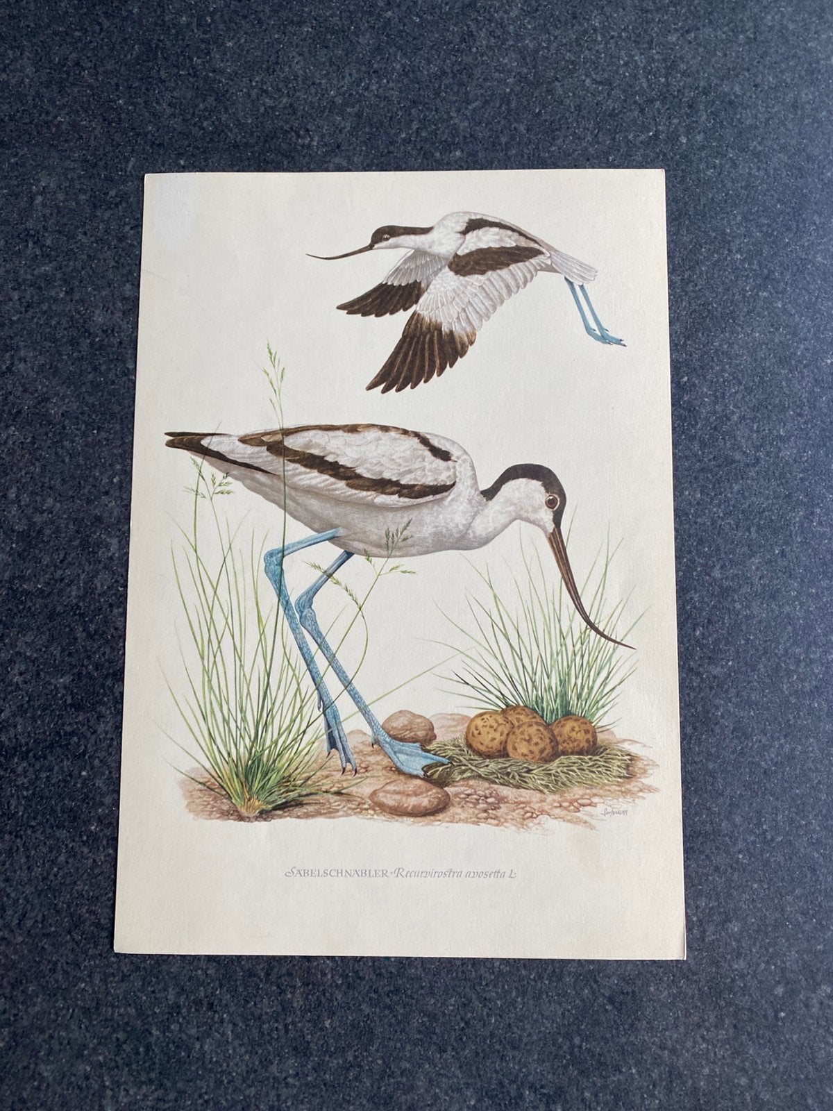 10 prenten vogels/steltlopers 16,5x24 samen 20 euro oa kluut, Antiek en Kunst, Ophalen of Verzenden, Natuur en Biologie