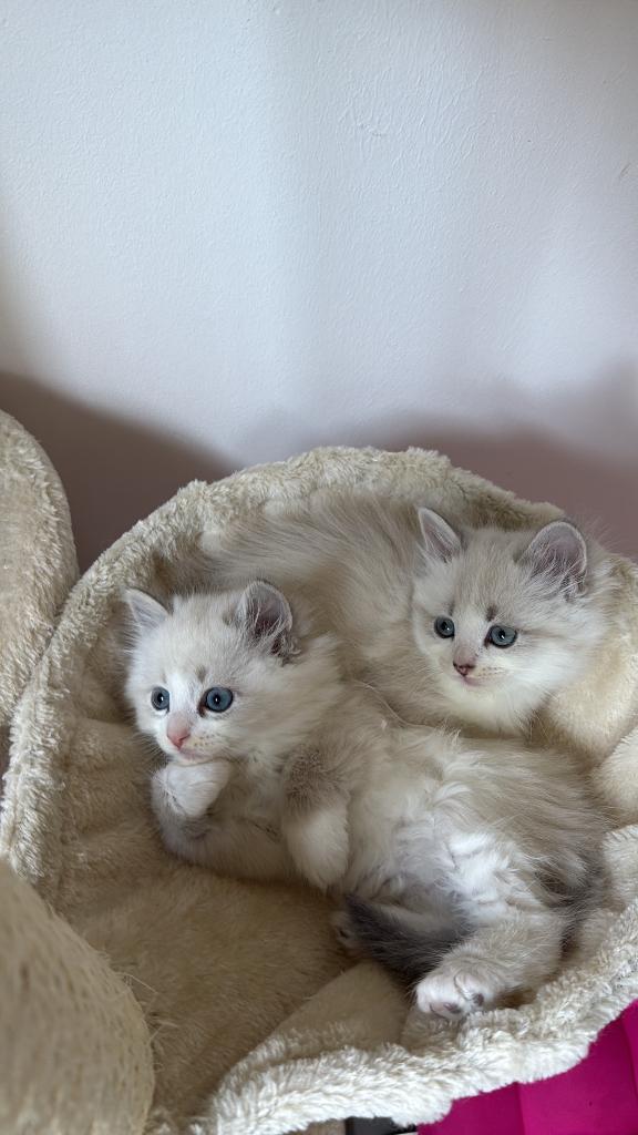 Siberische Kittens beschikbaar, Dieren en Toebehoren, Meerdere dieren, Gechipt, 0 tot 2 jaar