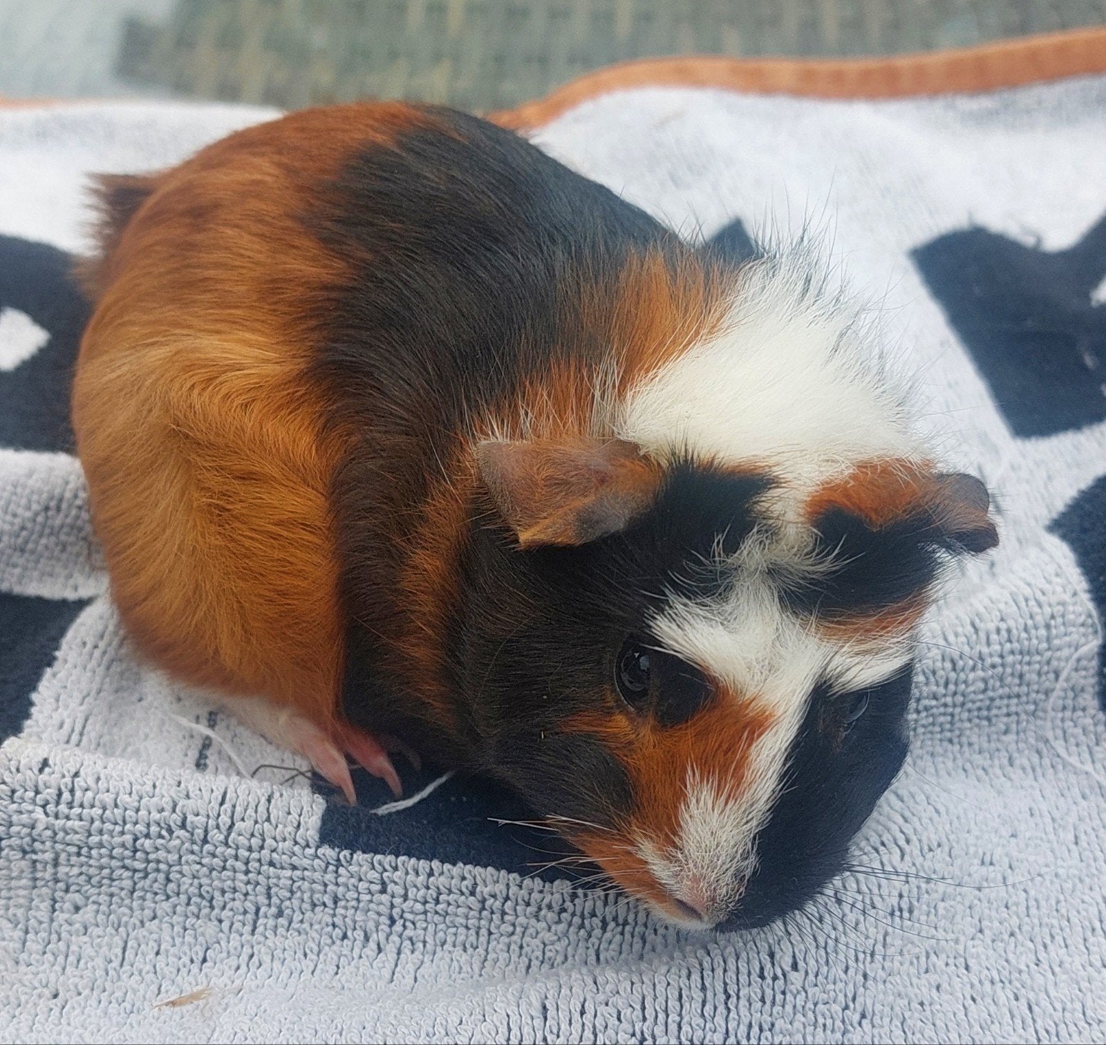 3 jonge cavia zeugjes., Dieren en Toebehoren, Knaagdieren, Mei, Vrouwelijk, Cavia