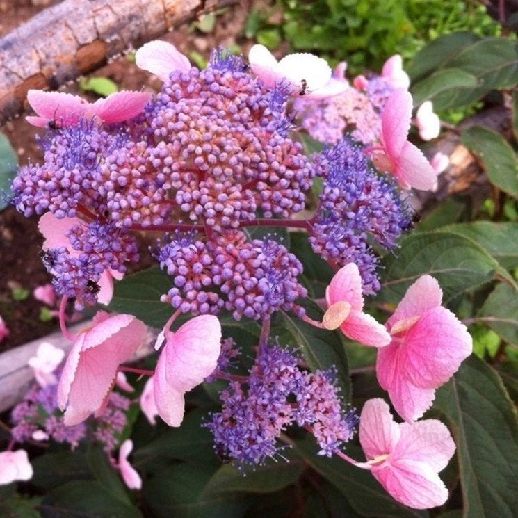 Hortensia Hydrangea aspera 'Hot Chocolate' 🍀🌸, Ophalen, Overige soorten, Halfschaduw