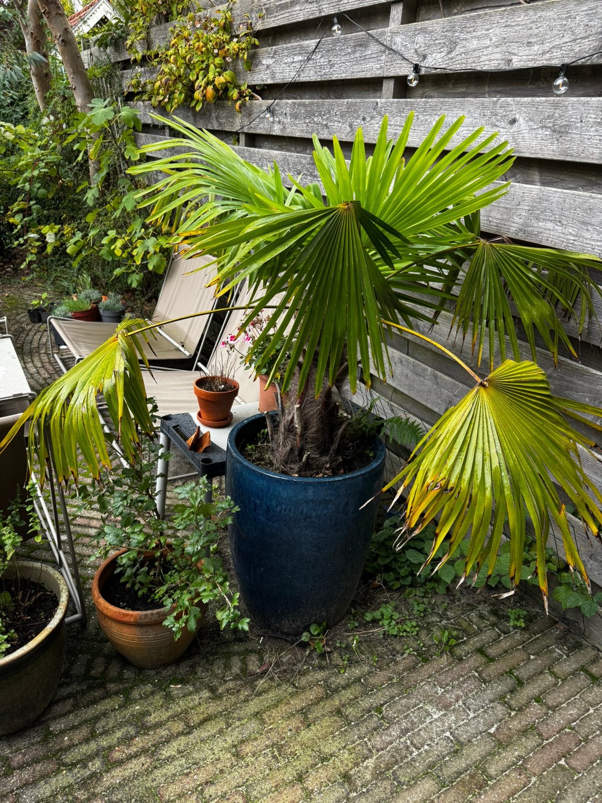 Winterharde palm in prachtige pot, Tuin en Terras, Ophalen, Bloeit niet, Overige soorten, Volle zon