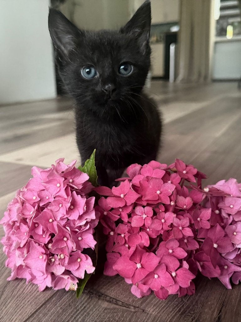 3 prachtige zwarte kittens zoeken een liefdevol thuis, Dieren en Toebehoren, Katten en Kittens | Raskatten | Langhaar, Meerdere dieren