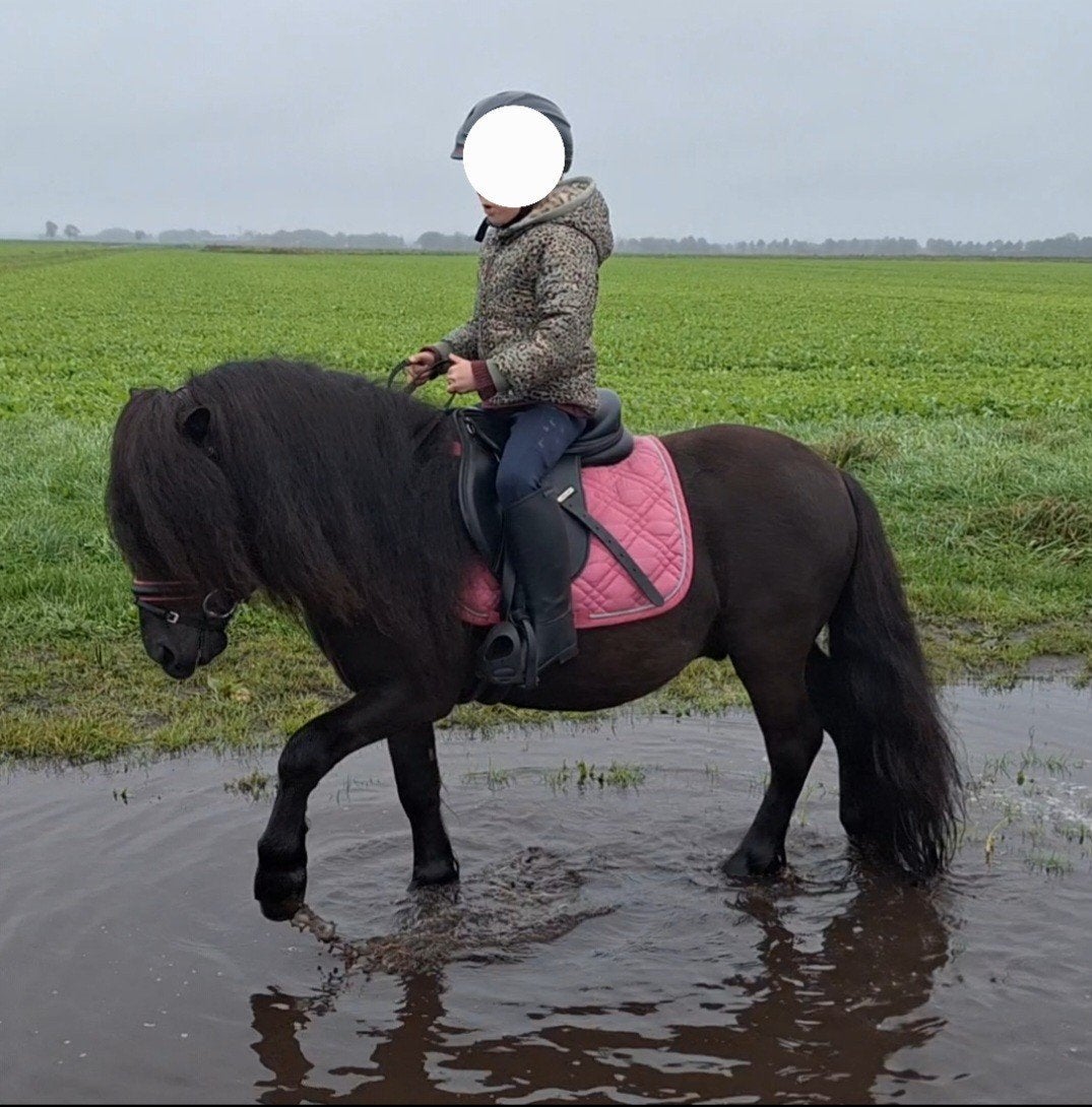 Mini fries voor de allerkleinsten, Men pony, Dieren en Toebehoren, Hengst, A pony (tot 1.17m), 3 tot 6 jaar