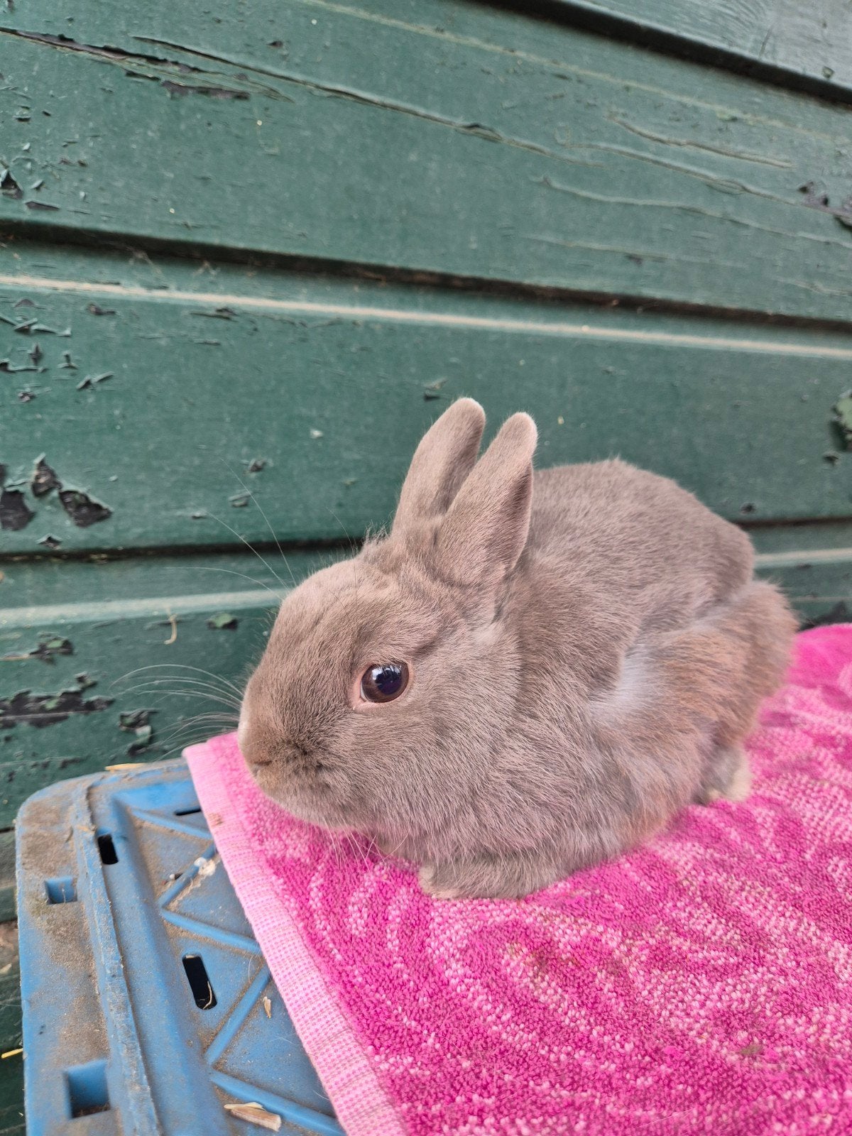 Lief kleurdwerg rammetje, Dieren en Toebehoren, Mannelijk, Dwerg, 0 tot 2 jaar