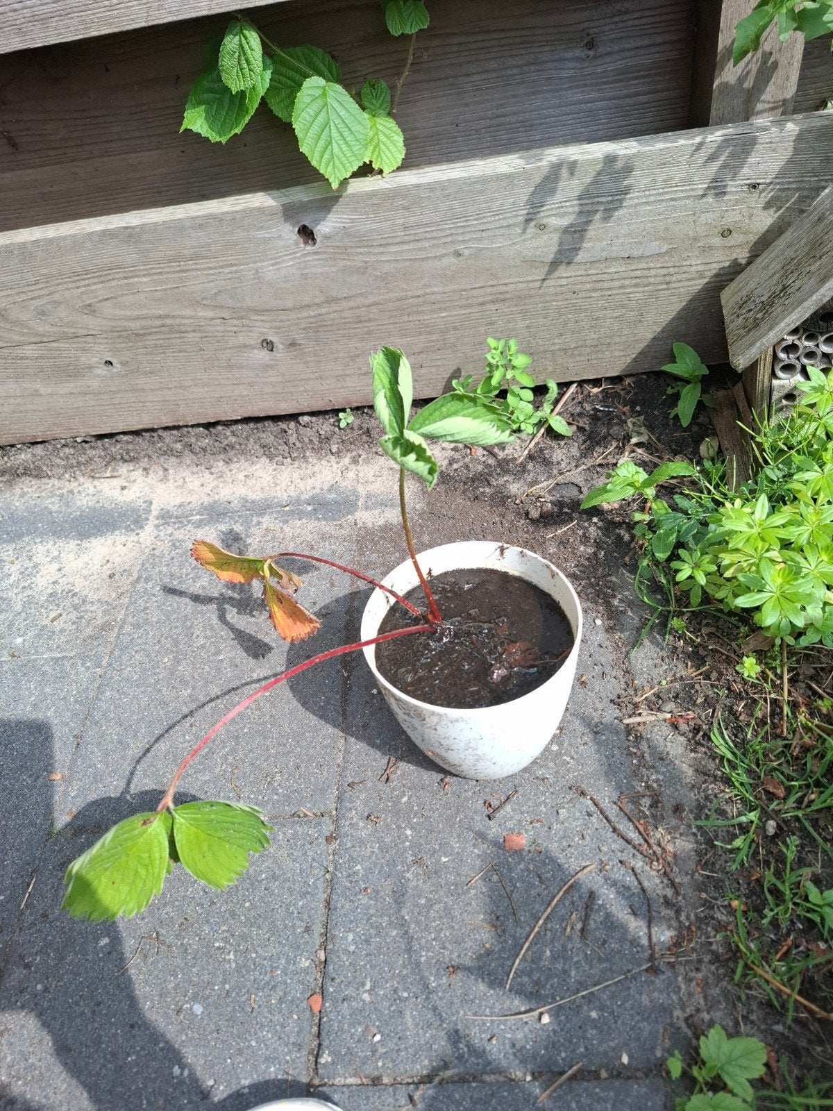 Aardbeienplantje gratis, Ophalen of Verzenden, Overige soorten, Volle zon