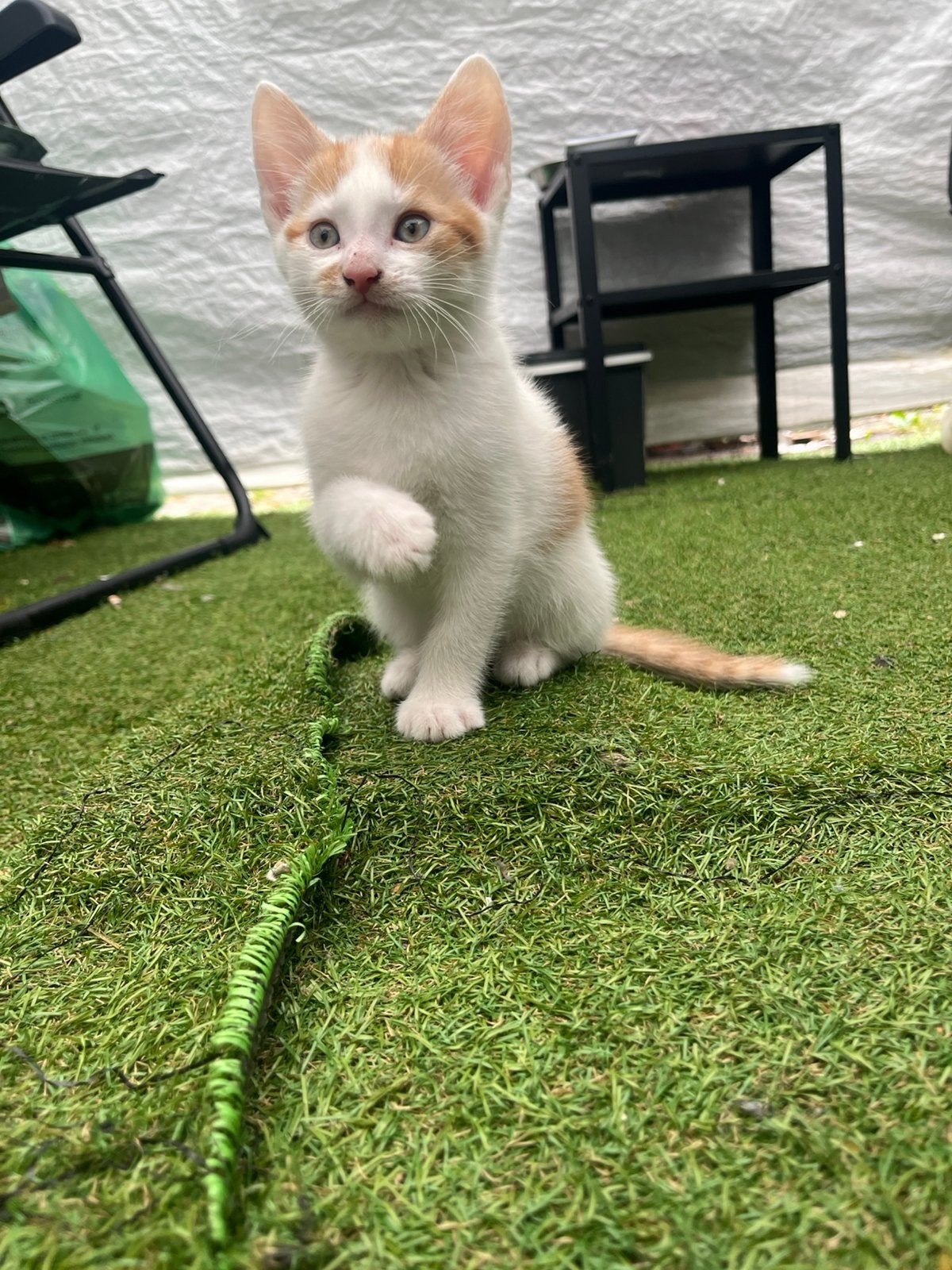 Kittens zoeken nieuwe huis, Meerdere dieren, 0 tot 2 jaar