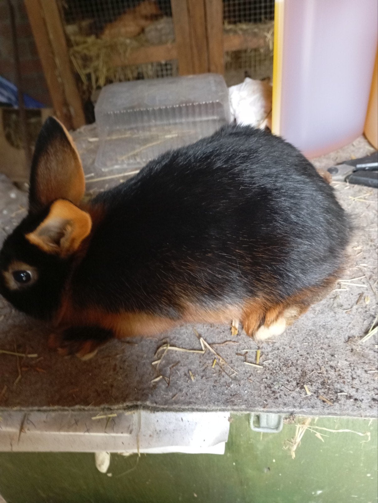 Black and tan . klein ras, Ophalen