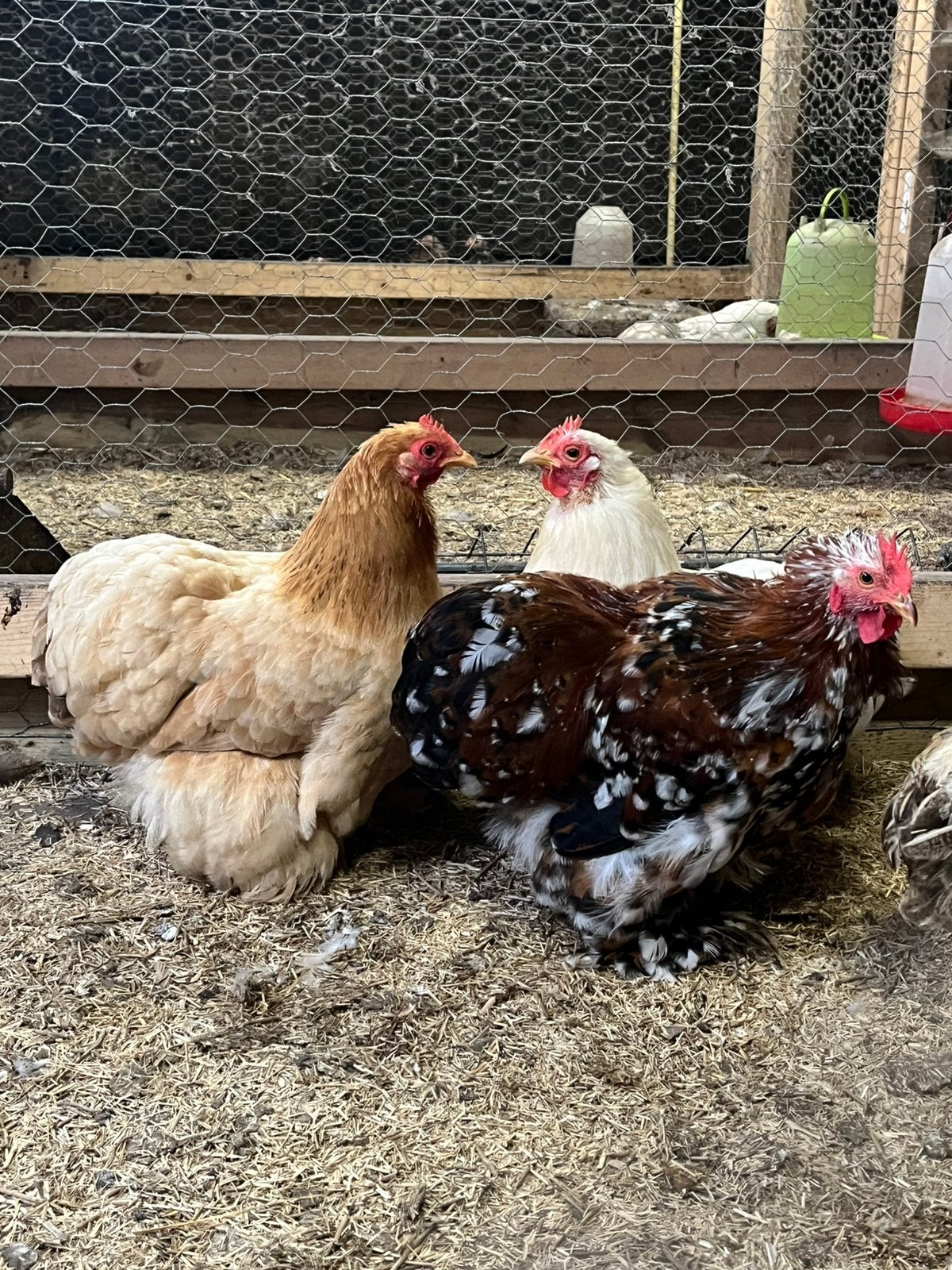 Cochin kriel, Dieren en Toebehoren, Pluimvee, Meerdere dieren, Kip