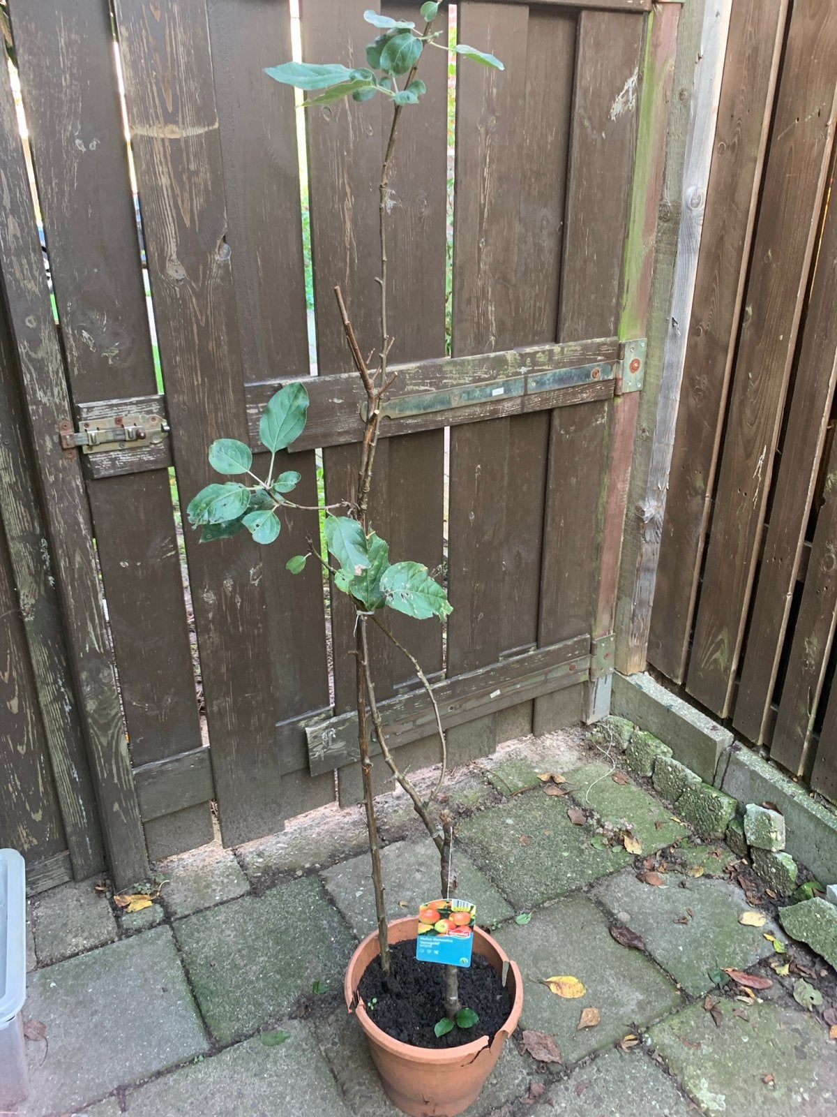 Dwerg Appelboom - Fruitdragend, Tuin en Terras, Ophalen, Lente, Volle zon, In pot