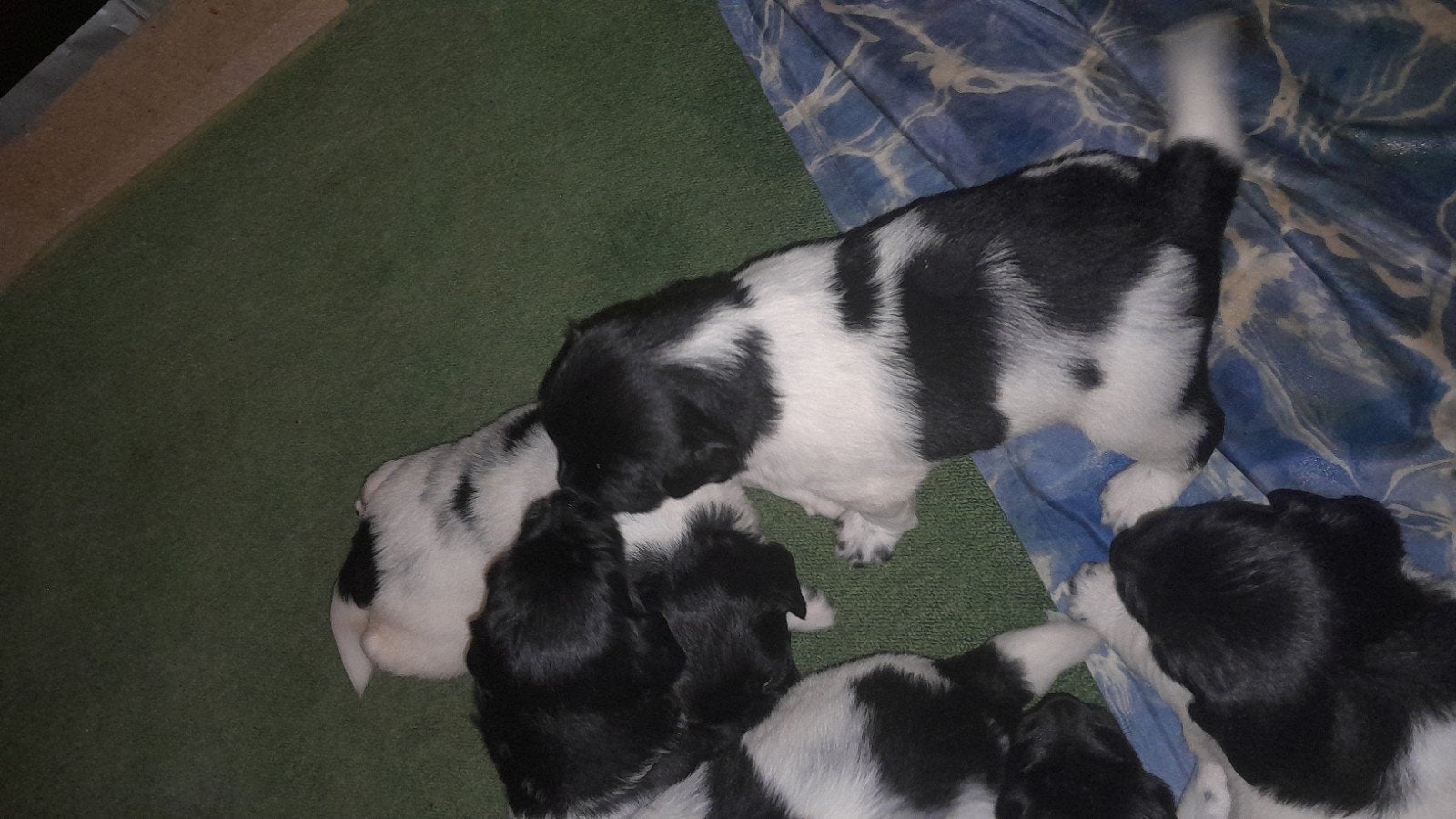 Friese stabij nog  4  puppy reutjes  raszuiver, Dieren en Toebehoren, Honden | Niet-rashonden, Reu, 8 tot 15 weken, Meerdere, Middel