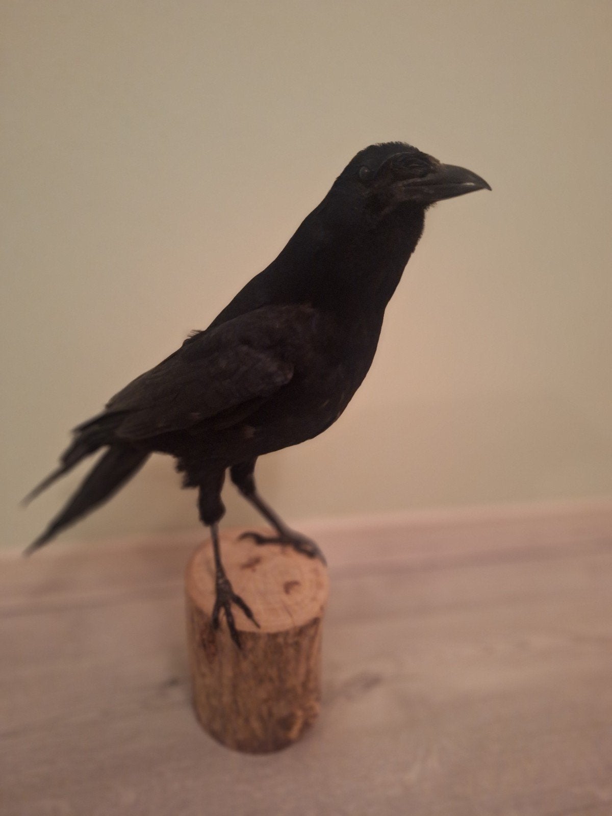 Vogel opgezet. Opgezette kraai. Taxidermie., Verzamelen, Dierenverzamelingen, Ophalen of Verzenden, Nieuw, Vogel, Opgezet dier