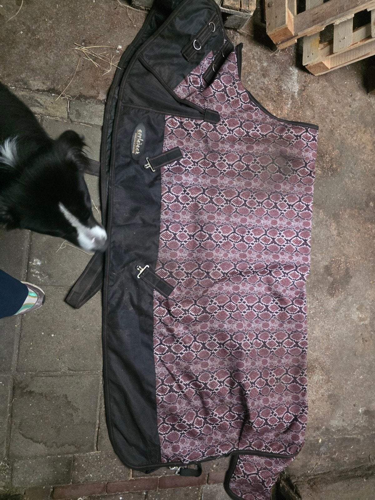 regendeken Ej 175cm, Dieren en Toebehoren, Paarden en Pony's | Dekens en Dekjes, Meerkleurig, Gebruikt, 0 g, Ophalen of Verzenden