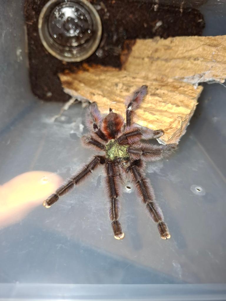 Versicolor male, Spin of Schorpioen