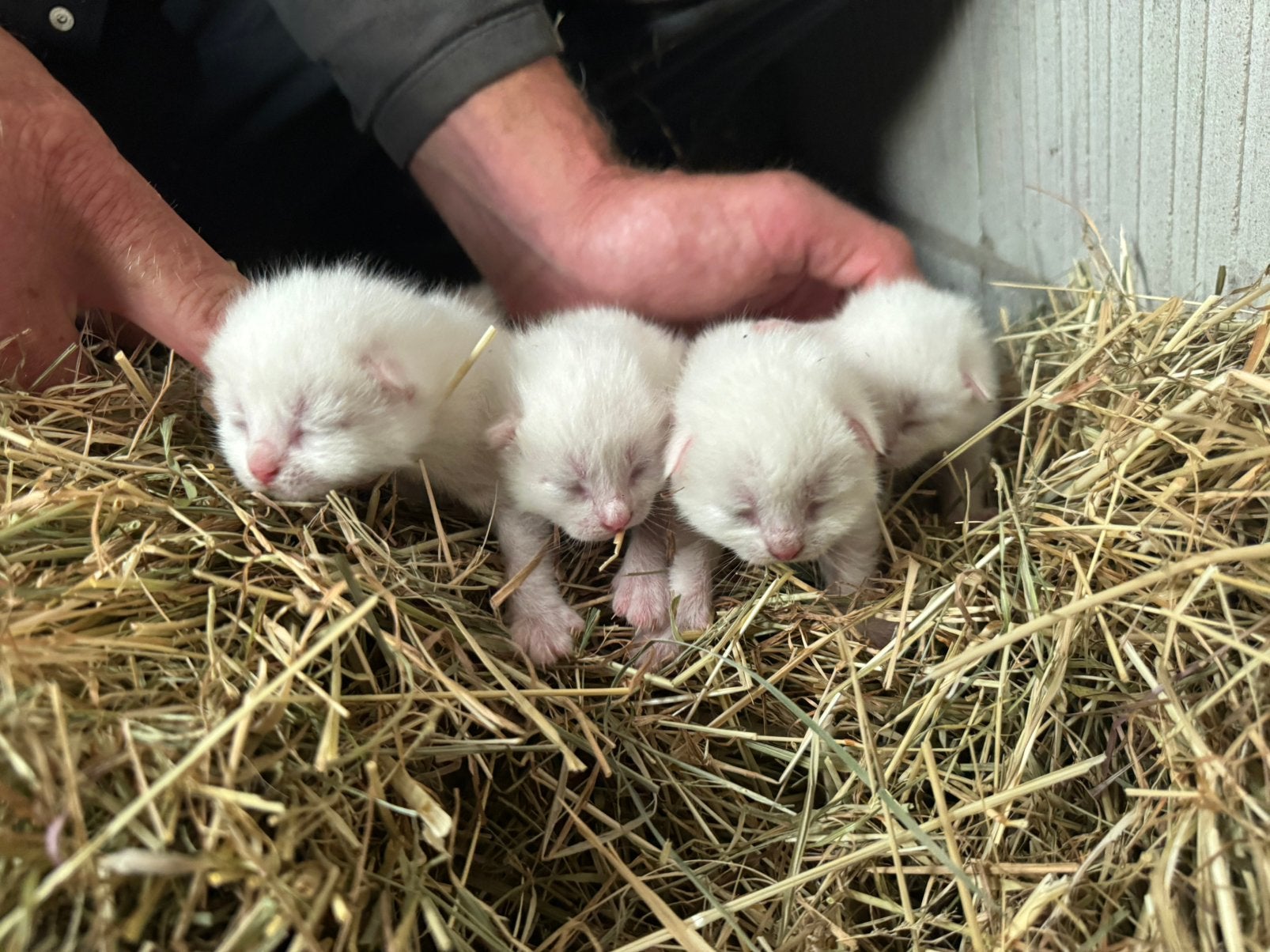 Lieve/sociale kittens, Dieren en Toebehoren