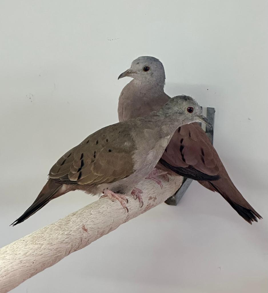 Talpacoti duifjes koppel, Meerdere dieren, Overige soorten