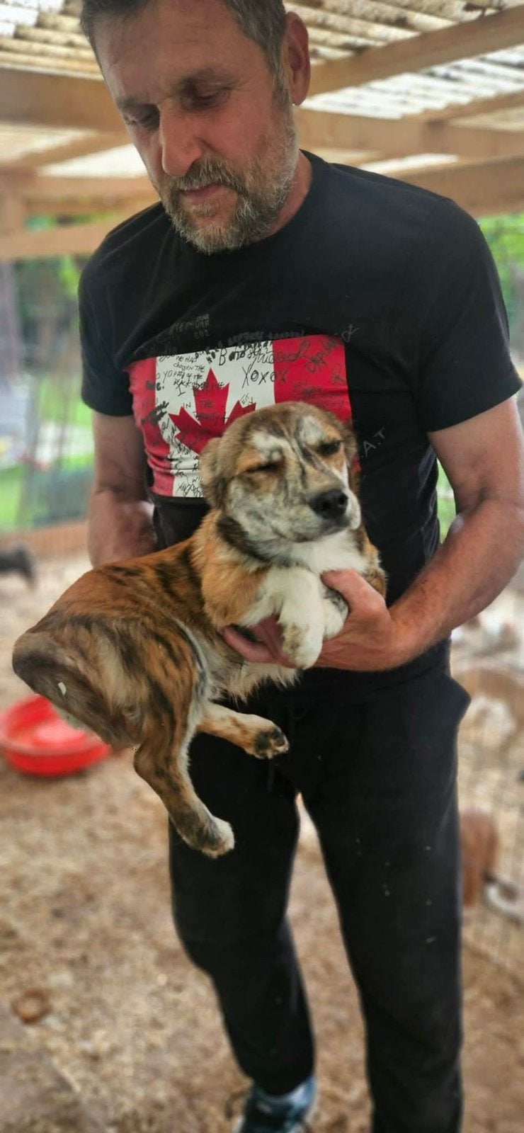 Tiamo, klein corgi type pup reutje 4 maanden, Dieren en Toebehoren, Particulier, 15 weken tot 1 jaar, Reu, Buitenland