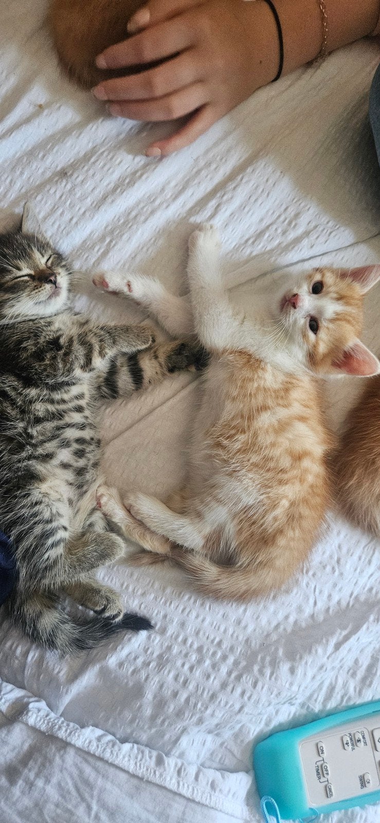 ​Lieve, speelse kittens zoeken een gouden mandje!, Meerdere dieren