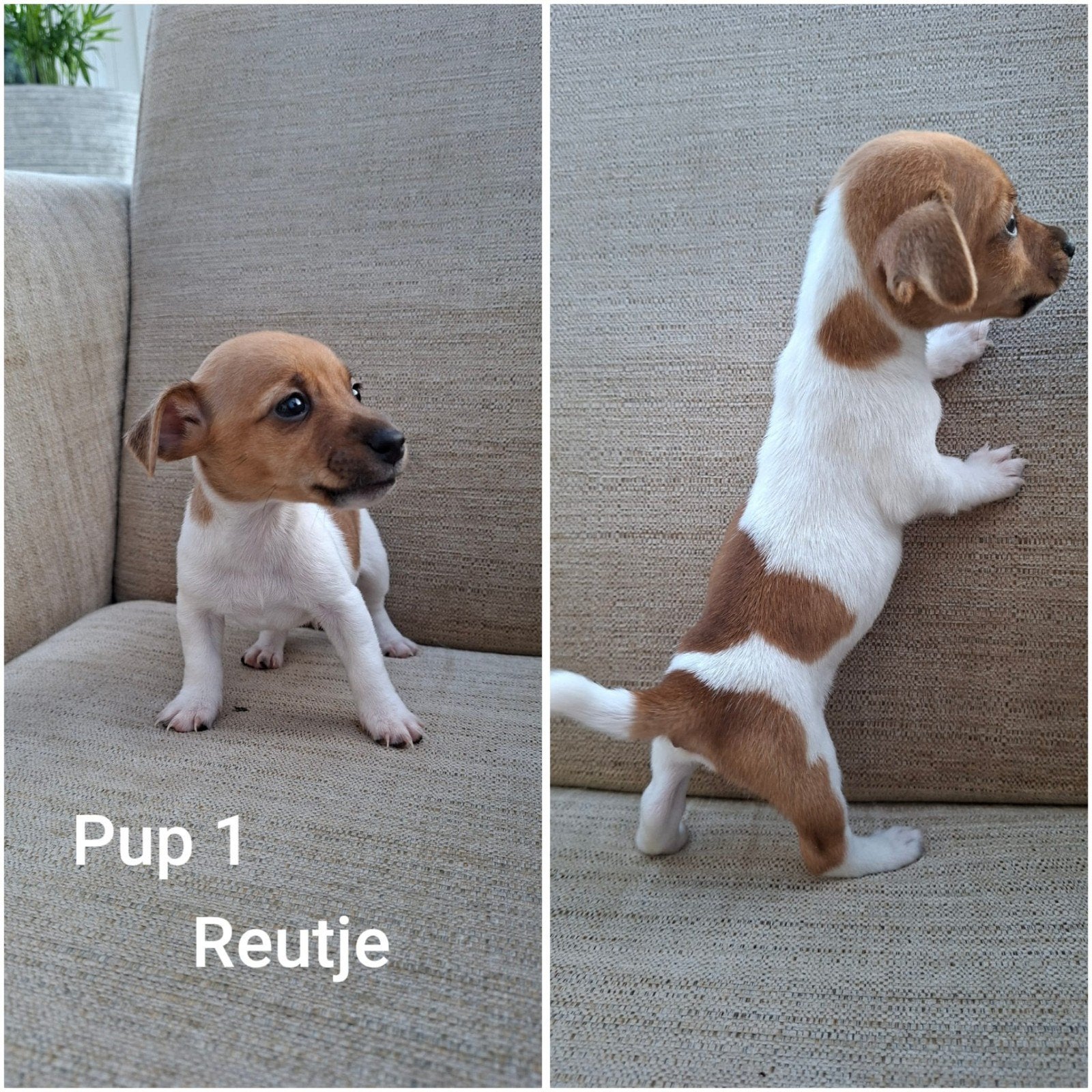 jack russel pups, Dieren en Toebehoren, 8 tot 15 weken, Meerdere, Meerdere dieren, Nederland