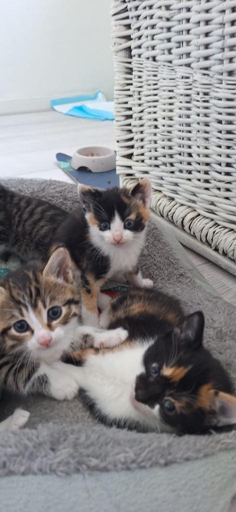 Mooie lieve Lapjes kitten te koop, Dieren en Toebehoren, Katten en Kittens | Overige Katten, Poes