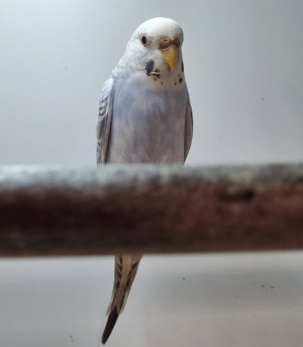 Parkieten dun fallow, Meerdere dieren, Parkiet
