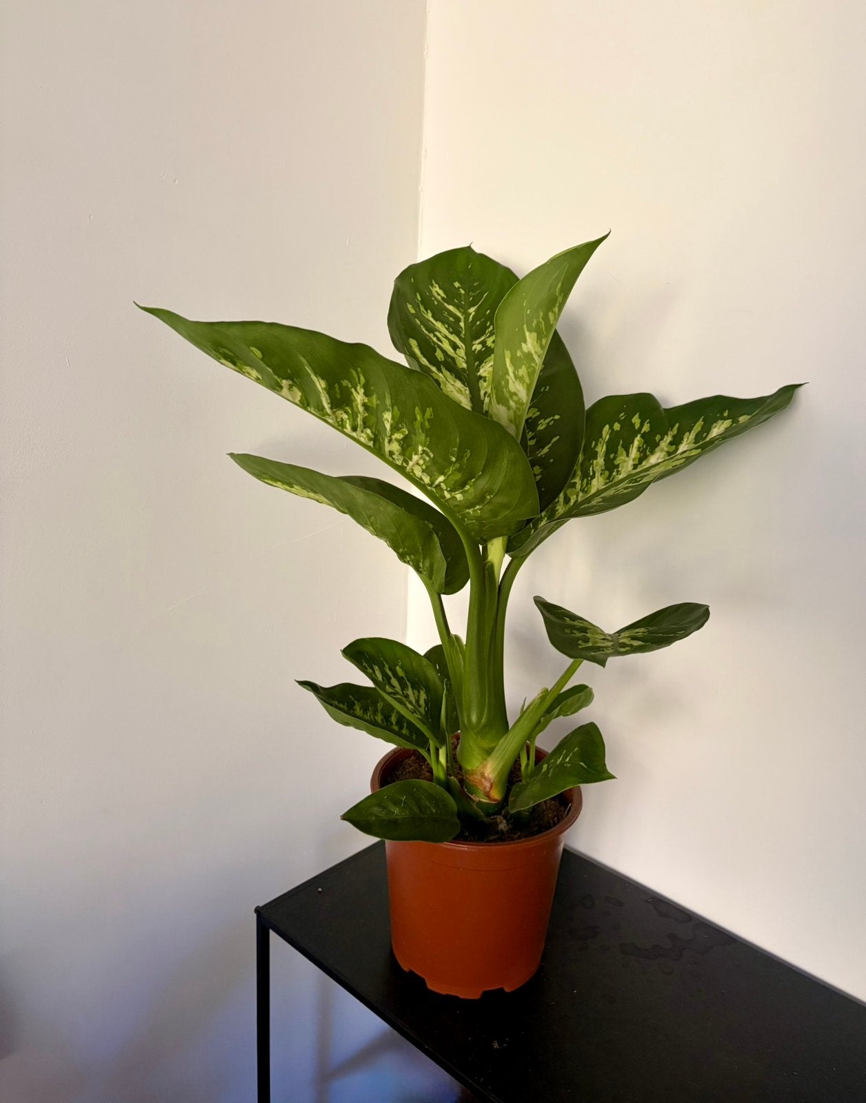 Dieffenbachia kamerplant, Ophalen of Verzenden, Halfschaduw, Minder dan 100 cm