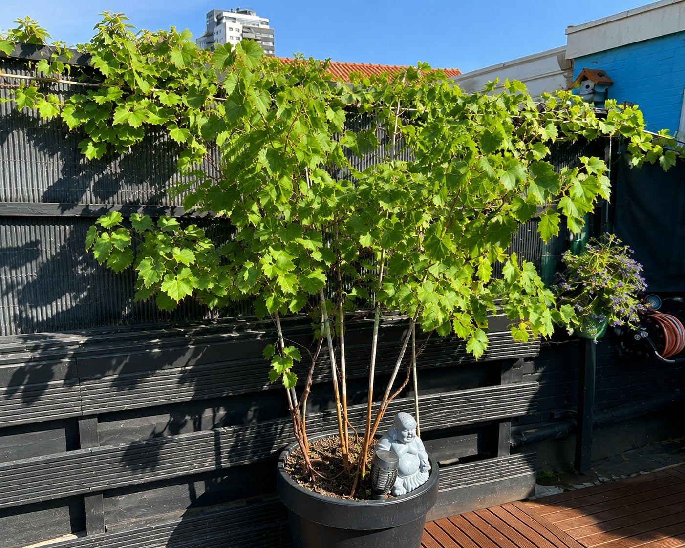 Druivenplant 20 jaar oud in pot, Ophalen, In pot, Overige soorten, Lente