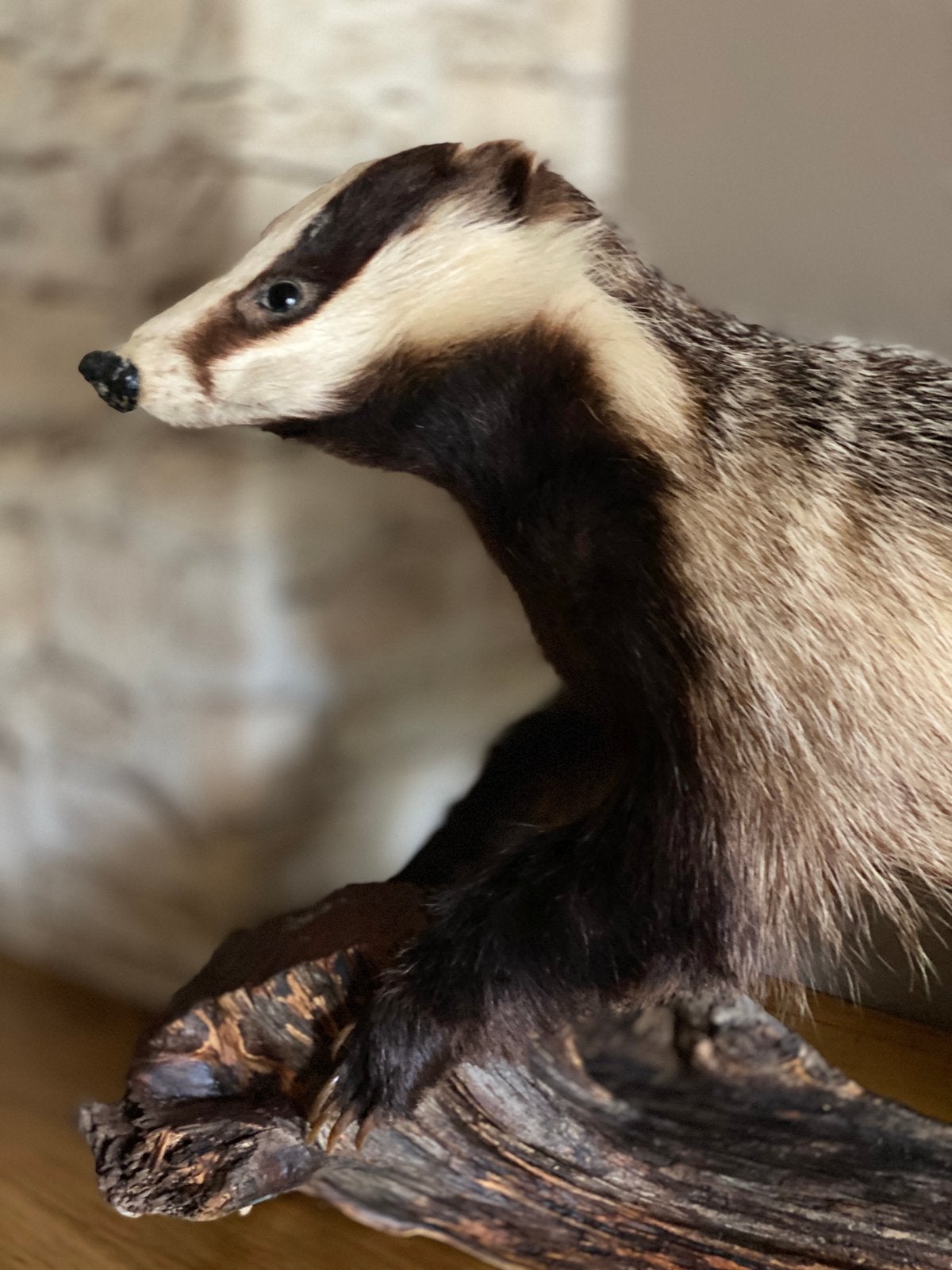 Europese Das, Melis Melis, taxidermie., Ophalen of Verzenden