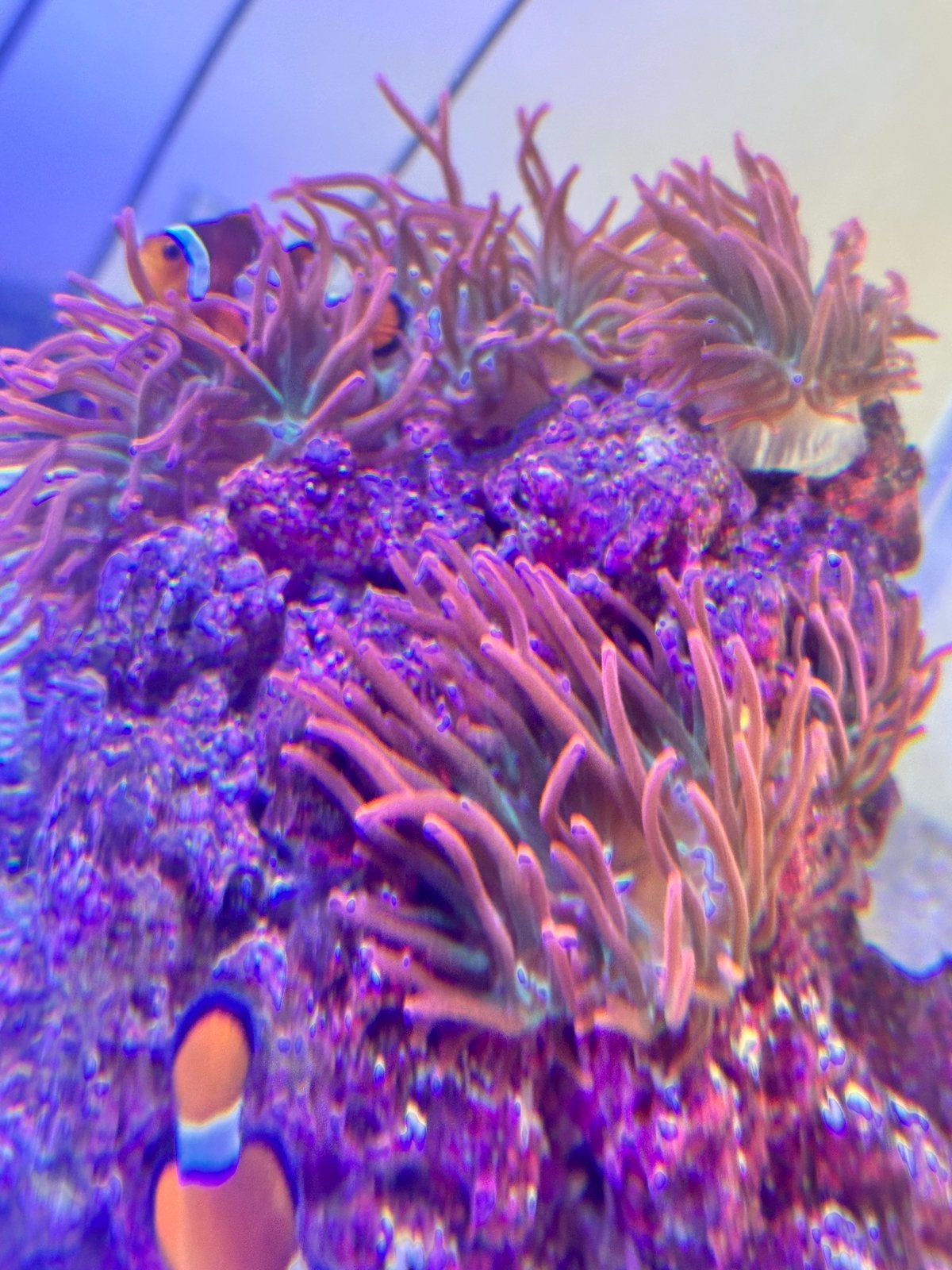 Entacmaea sunburst  anemonen te koop, Dieren en Toebehoren, Vis